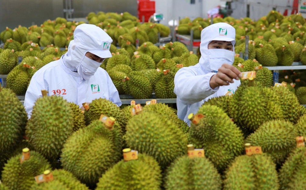 Vietnam’s durian prices climb to record highs after Tet, fueled by strong Chinese demand and minimal competition from other regional exporters (Photo: Illustrative image)