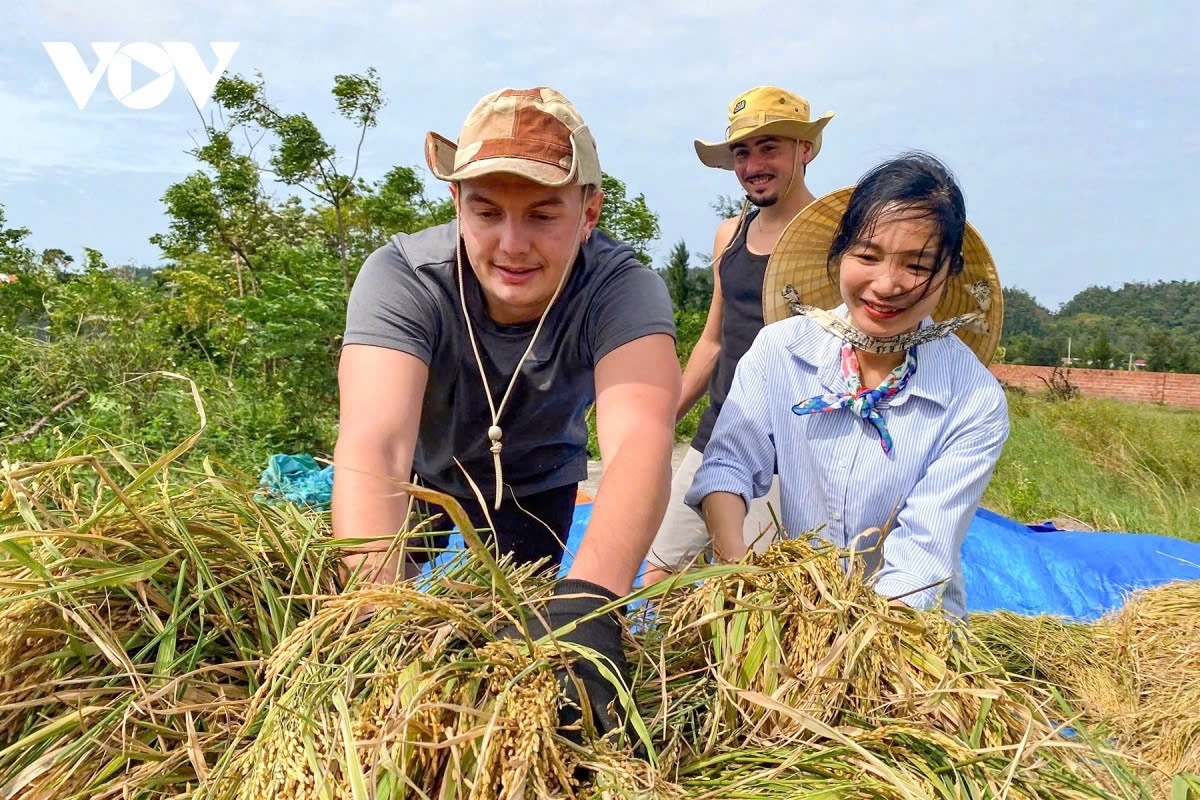 Foreign visitors enjoy harvesting rice together with farmers on Co To island, Quang Ninh province