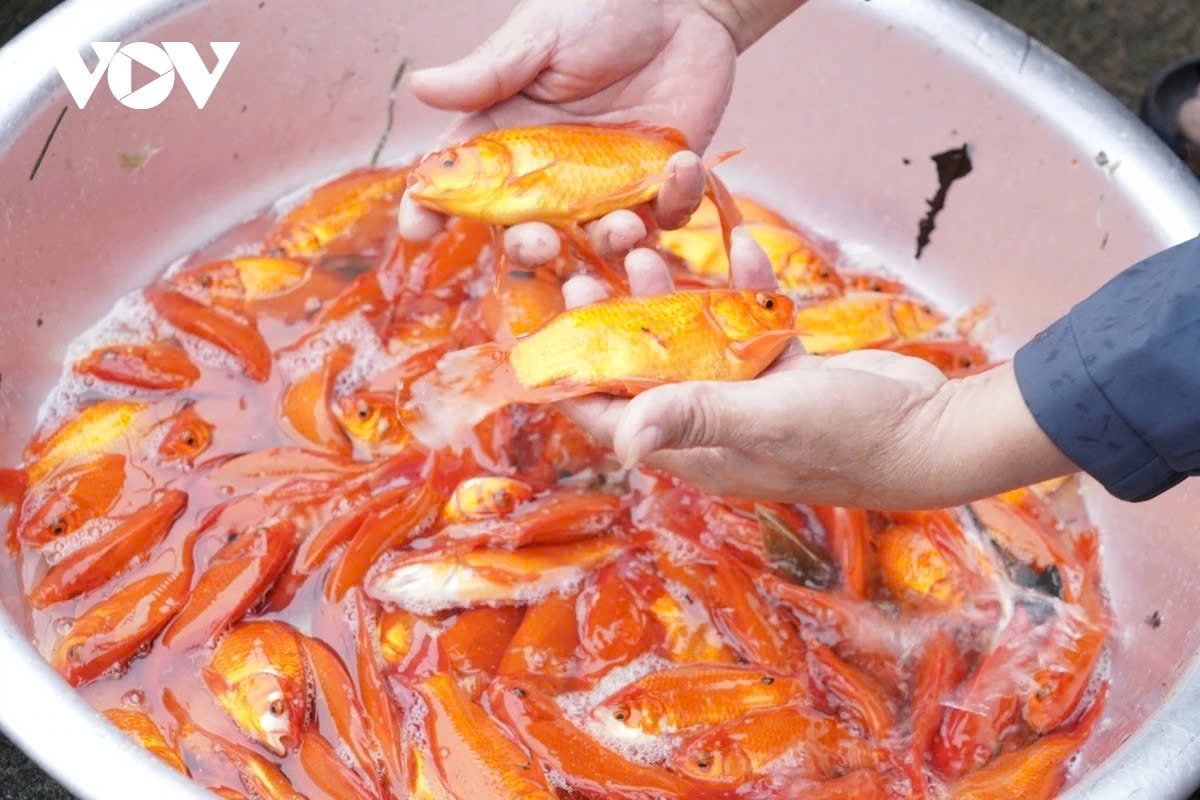 Live carp play a central role in Vietnam’s Kitchen Gods Day ritual