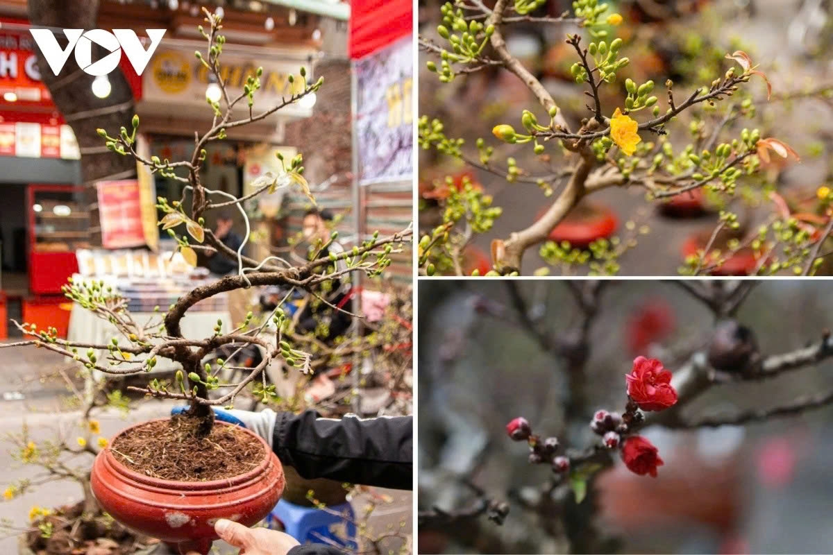 Alongside peach blossoms, kumquat trees remain a familiar Tet plant in northern Vietnam. At the market, the presence of apricot blossoms and peaches, now common on the market, adds to the bustle and diversity of Hang Luoc flower market.