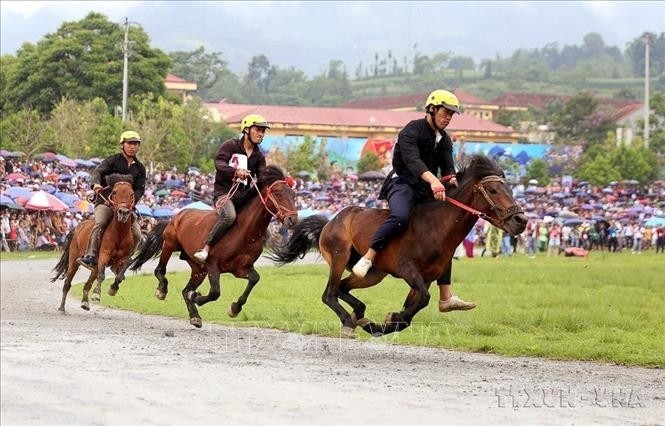 Horse racing at the finals of the Expanded Traditional Bac Ha Horse Racing Festival in Bac Ha, Lao Cai. (Photo: VNA)