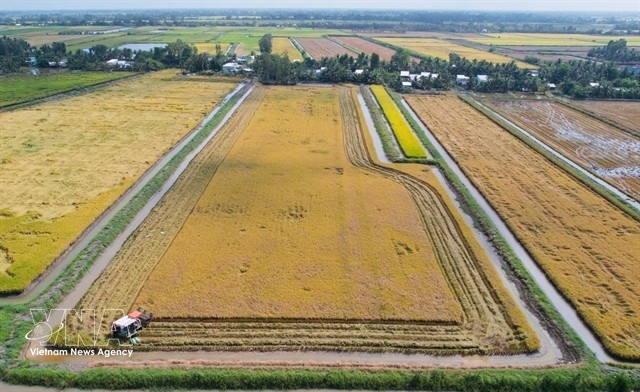 Rice – shrimp farms in Nhuy Cam hamlet in Ca Mau province’s Vinh Loc commune are entering the harvest season.