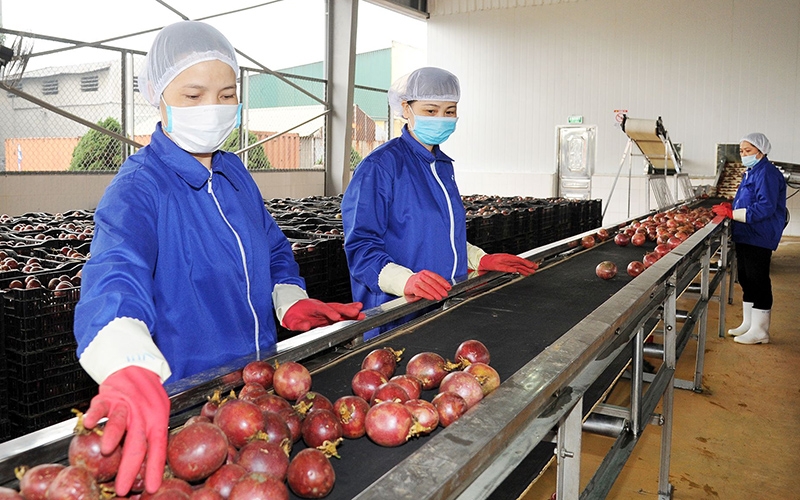 EU plans stricter controls on Vietnamese dragon fruit and passion fruit imported into the bloc (Photo: Illustrative image)