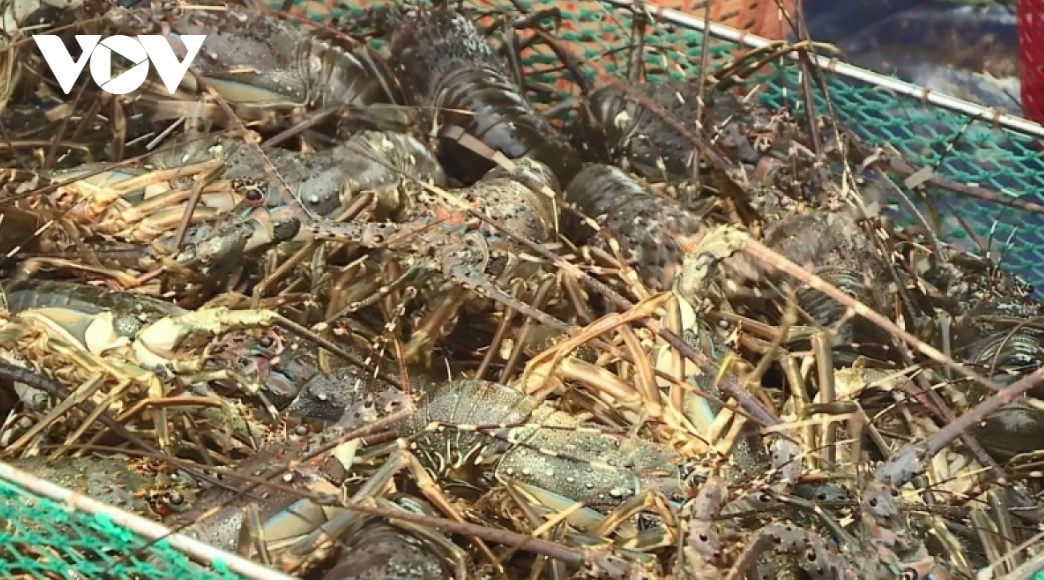 Lobster drives growth in Vietnam’s seafood exports in first two months of 2026