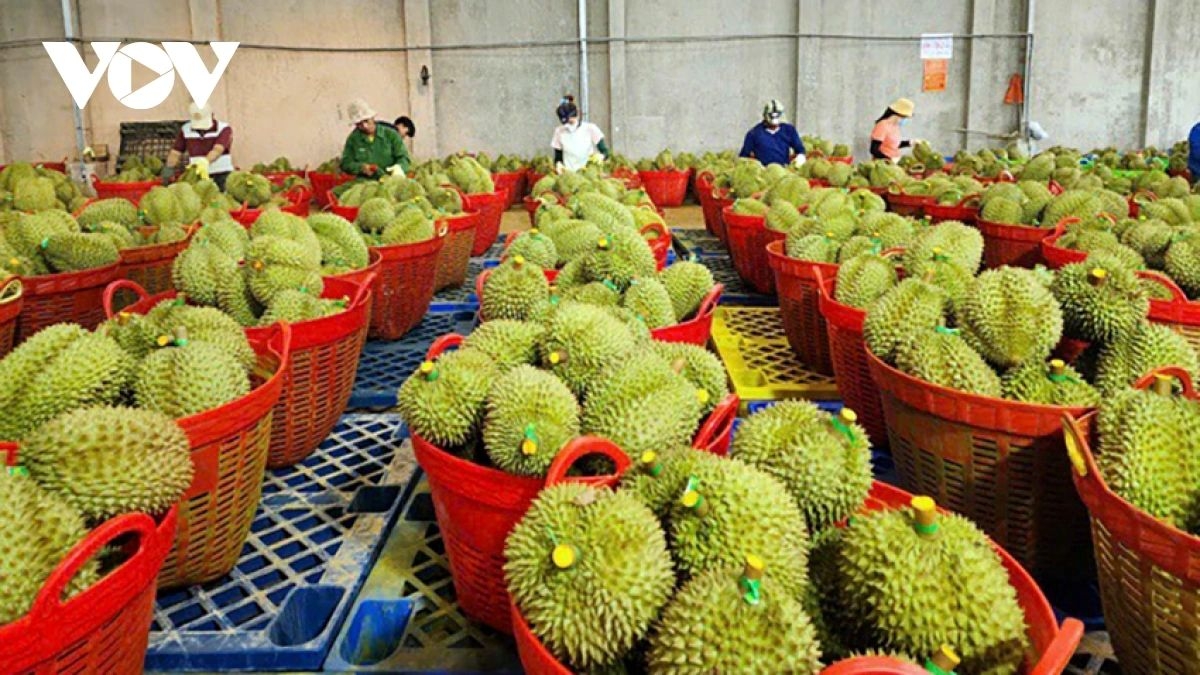 Sorting out durians for export in Vietnam