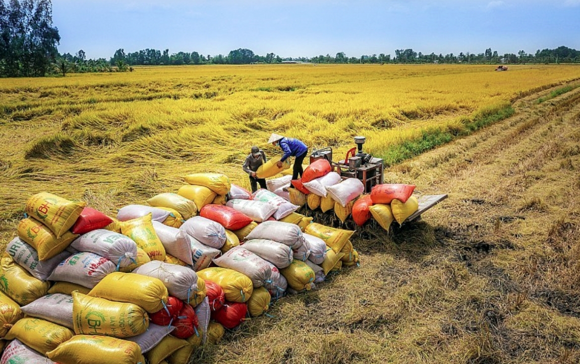 Harvesting rice in Vietnam's Mekong Delta provinces