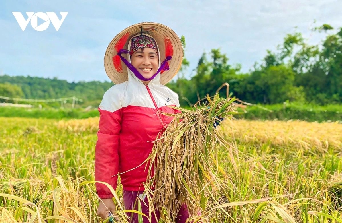 Despite progress in gender equality, women in Vietnam still face income gaps and barriers to career advancement.In the photo, a Vietnamese woman harvests rice in a rural field.