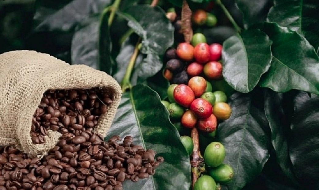 Robusta accounts for 63% of Vietnam’s coffee export value to Japan in early 2026 (Illustrative image)