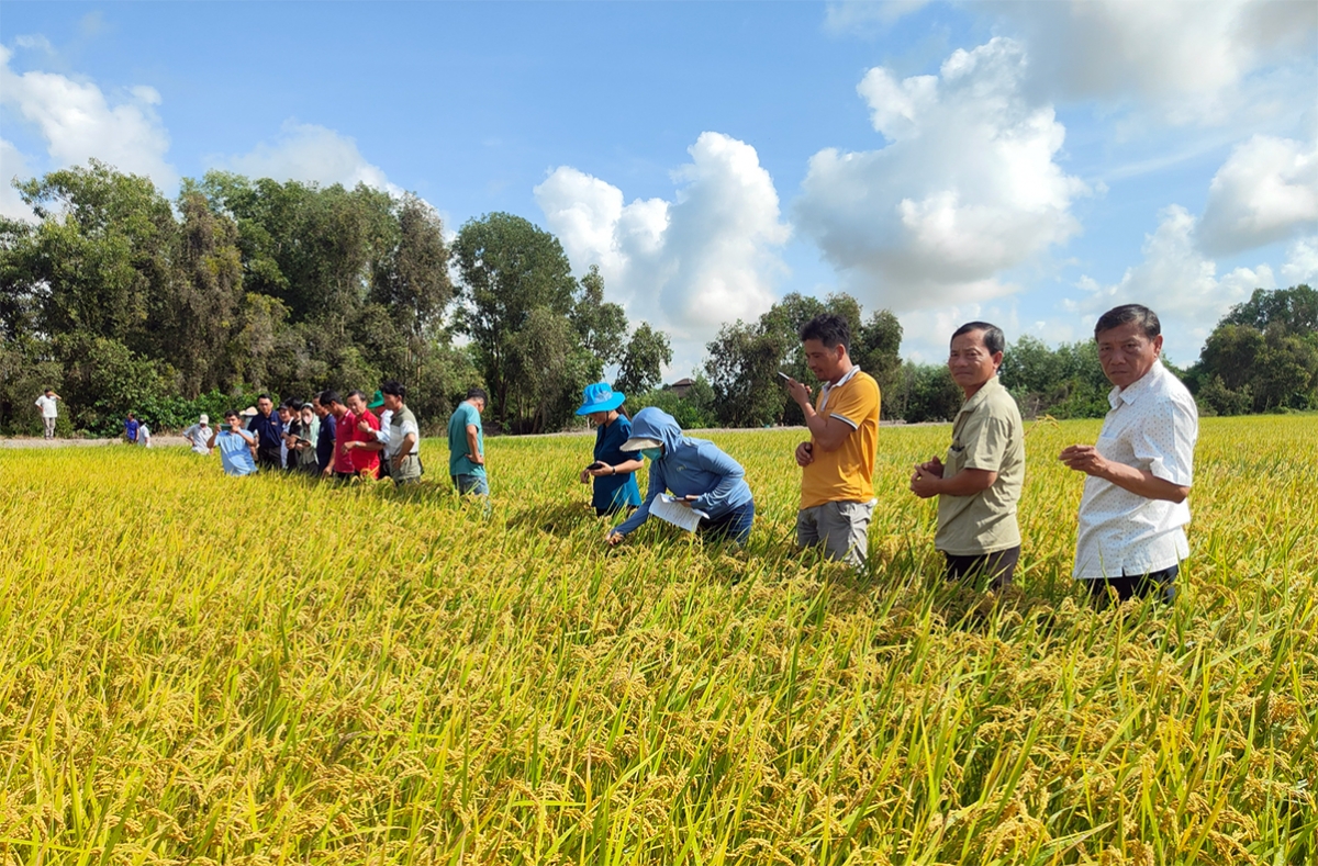 Mekong Delta farmers adopting sustainable farming practice to meet high-quality export markets’ requirements through the Mekong Rice initiative funded by ACIAR and SunRice from 2022-2025