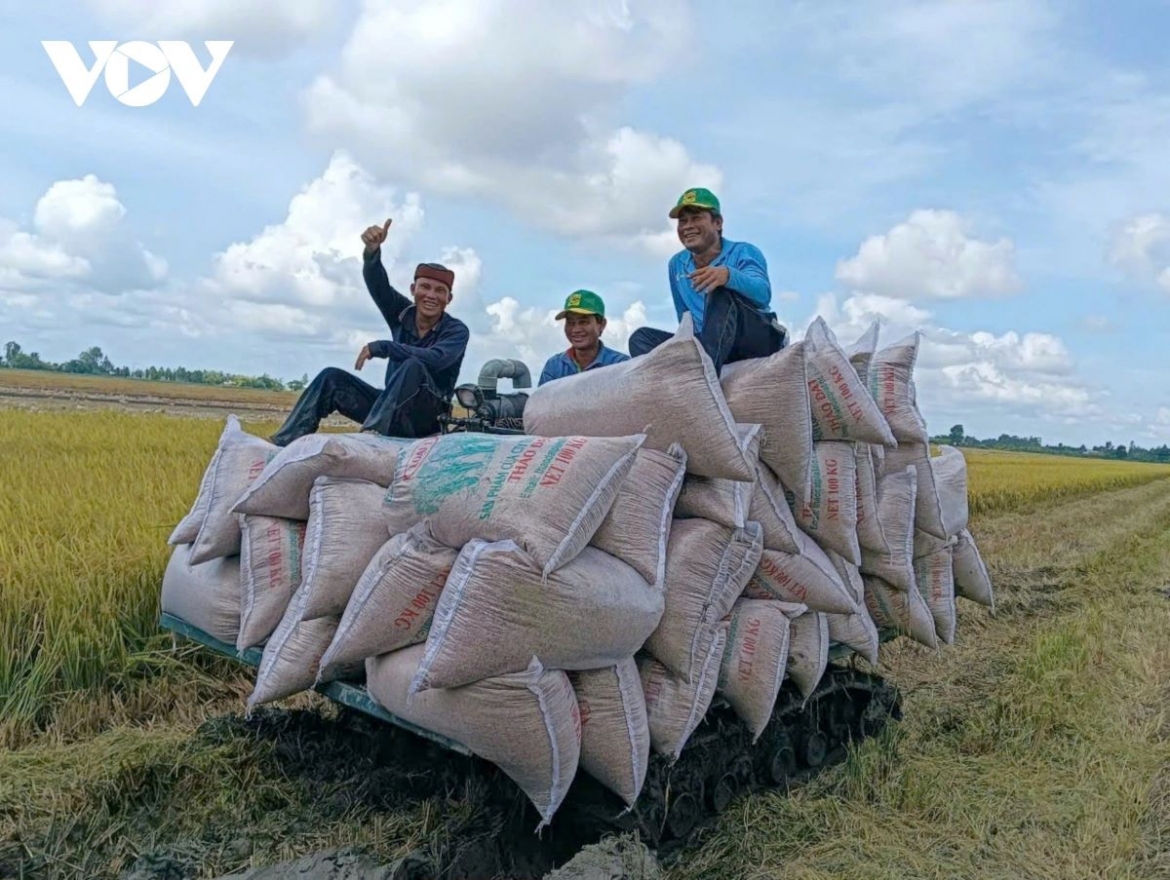 Vietnam’s rice exports to Senegal surge nearly 30-fold in 2025. (Illustrative image)