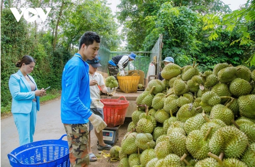 Standardising traceability is expected to enhance transparency, competitiveness and support the sustainable development of the Central Highlands durian brand.