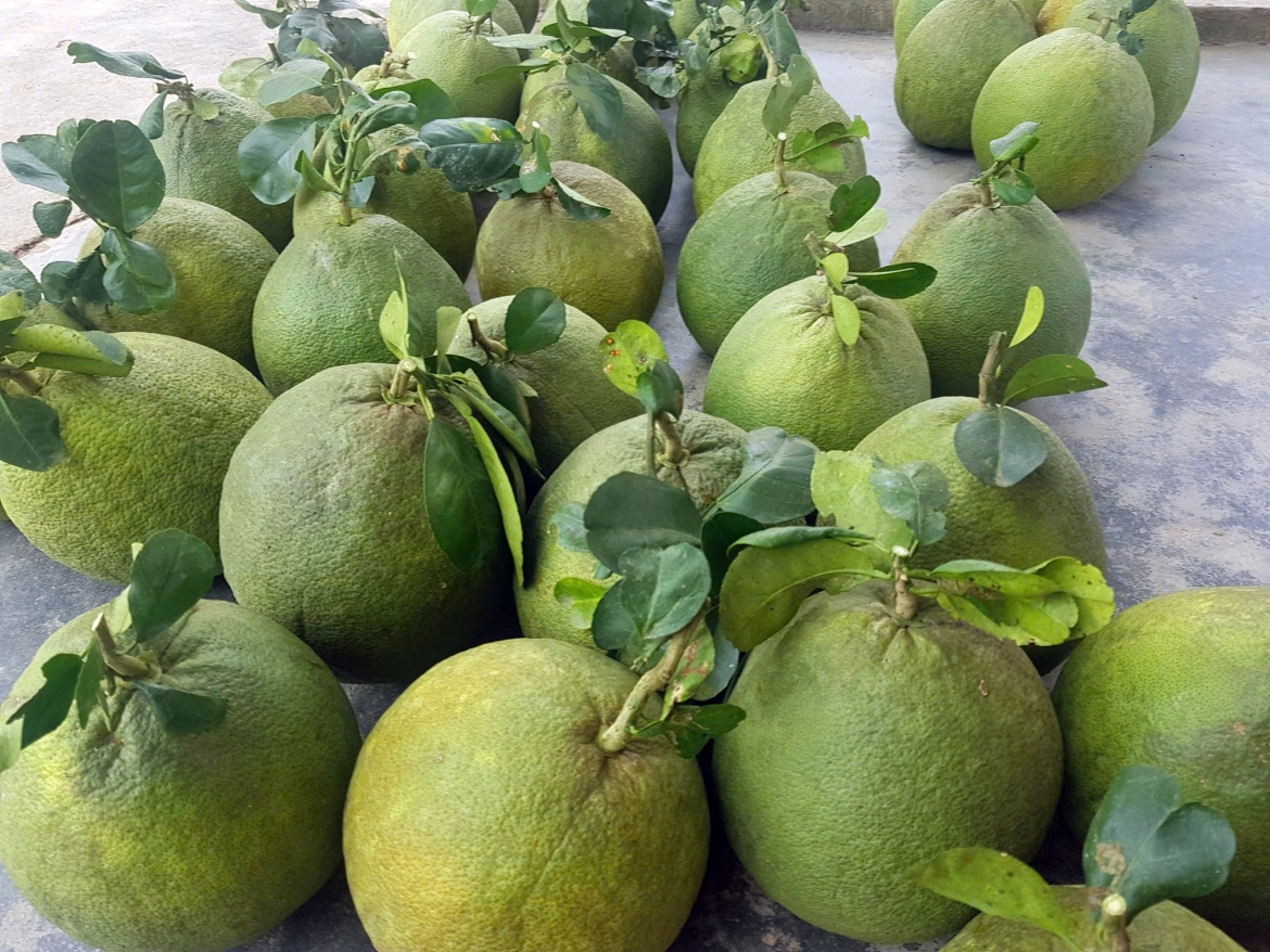 Pomelo is one of Vietnam's potential export fruits