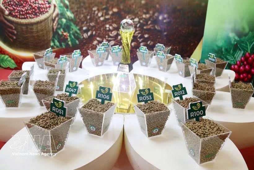This year's contest attracts 182 entries from 81 producers across seven key growing regions, including Dak Lak, Lam Dong, Gia Lai, Son La, Quang Tri, Quang Ngai, and Dong Nai. (Photo: VNA)
