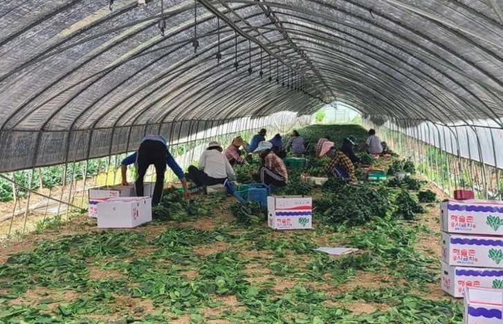 Foreign seasonal workers in the RoK's Gyeonggi province (Photo: koreatimes.co.kr)
