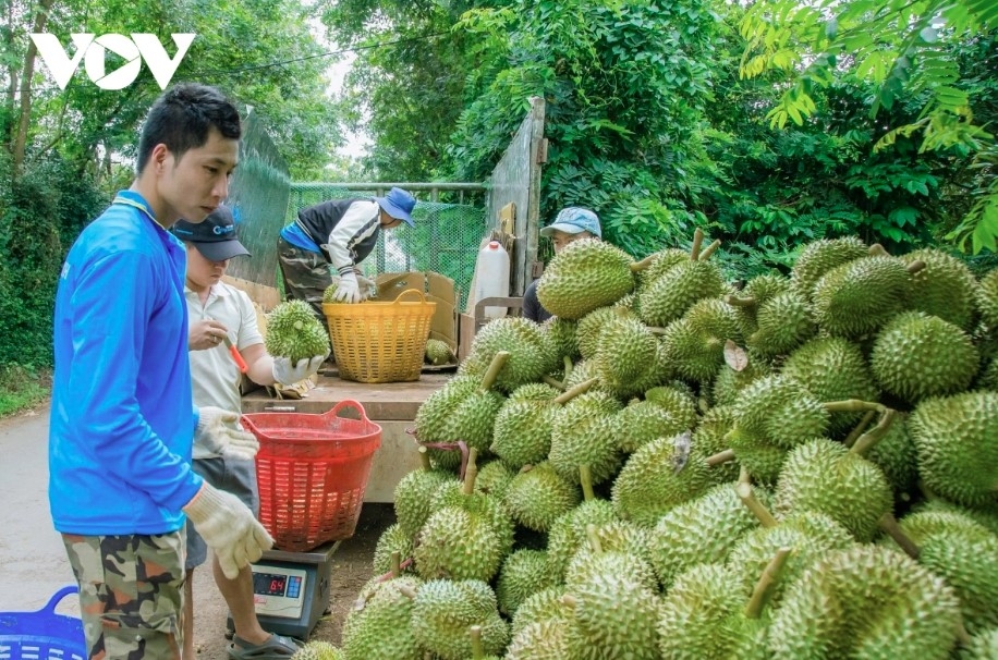 Durian exports surge in first quarter of 2026 amid challenge of balancing export markets