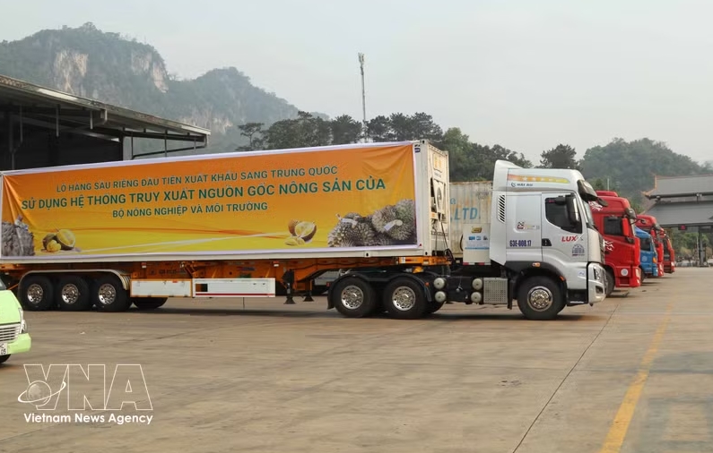 Containers of fresh Vietnamese durian for export are subject to a full-chain traceability system. (Photo: VNA)
