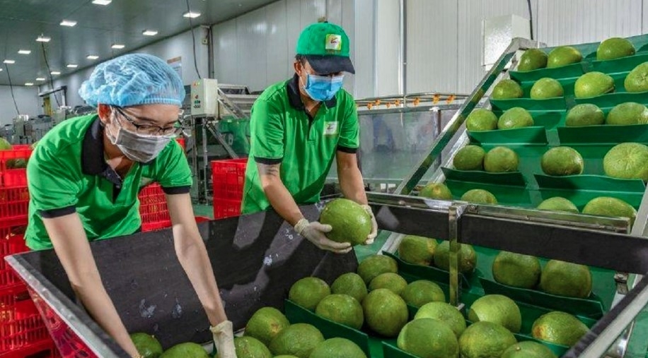 Pomelo is among Vietnam’s key agricultural products for export