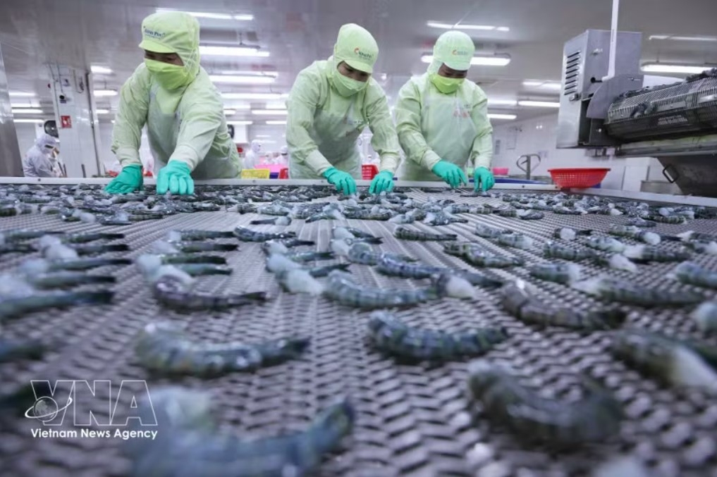 Freezing black tiger shrimp for export at a processing plant of the Minh Phu Seafood Corporation. (Photo: VNA)
