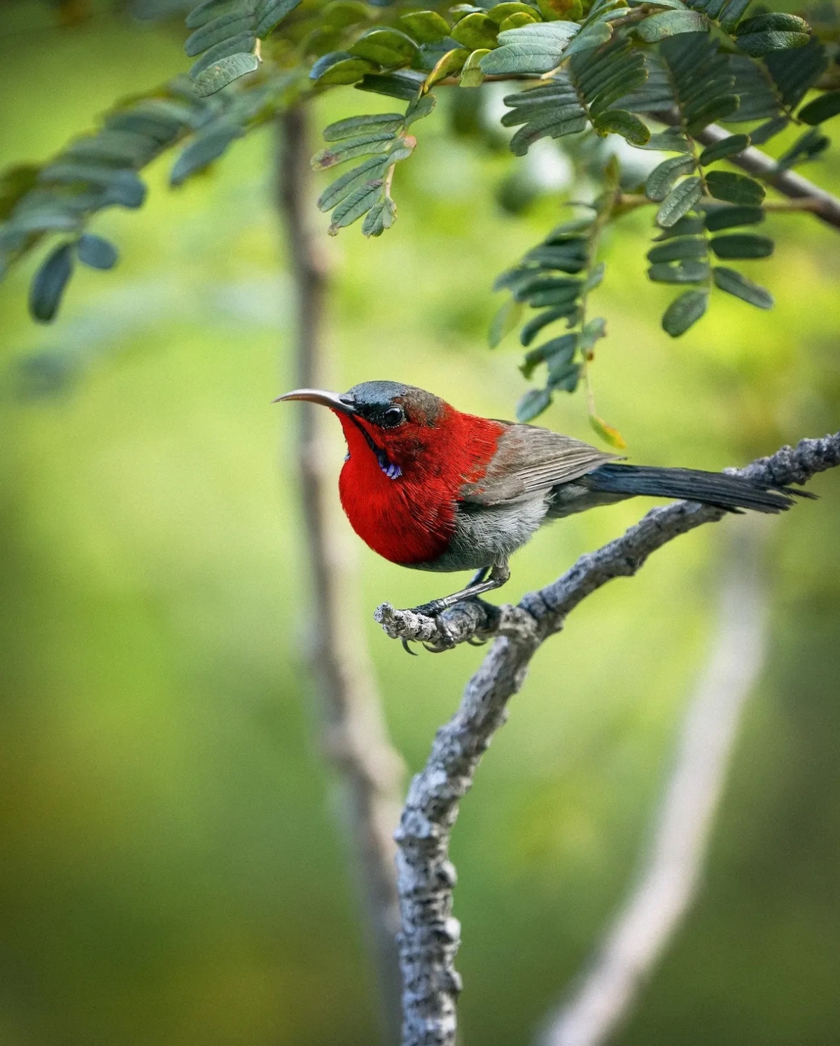A crimson sunbird spotted in Vietnam (Courtesy Banyan Tree)
