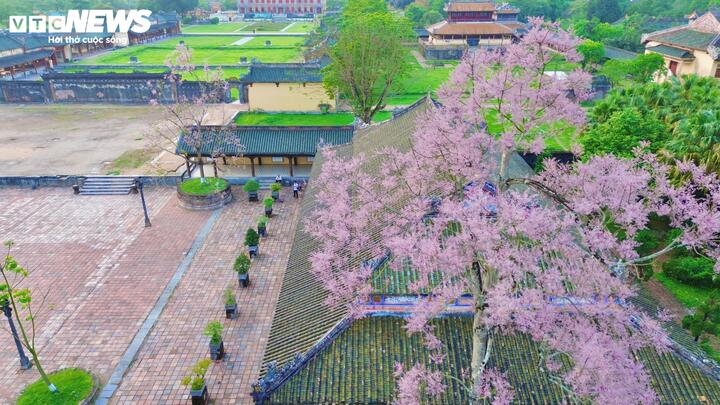 The “royal flower” paints Hue Imperial Citadel in pink and purple, enchanting visitors from near and far.