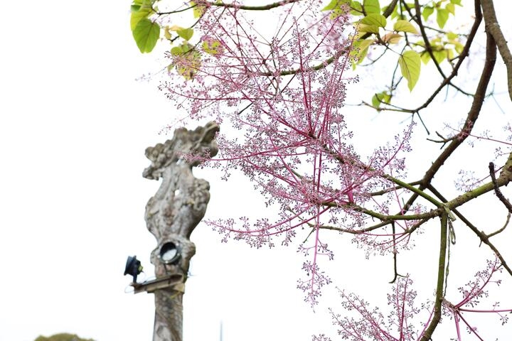The blossom flowers create a serene, elegant, and gentle beauty amidst the ancient imperial palace.