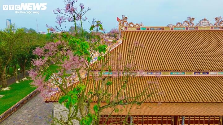The purple-pink colour of the flowers, combined with the magnificent palaces, within the Hue Imperial Citadel, creates a noble beauty that captivates many visitors.