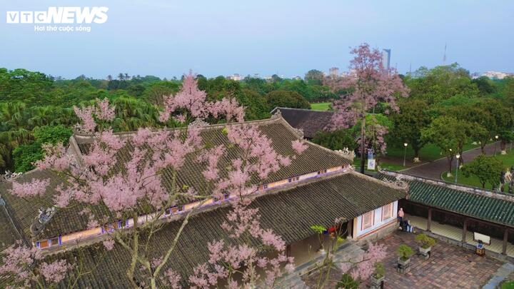 According to Nguyen Anh Tuan of the Hue Association of Historical Science, the flower has long been associated with imperial nobility, earning it the title of the “flower of royalty.”