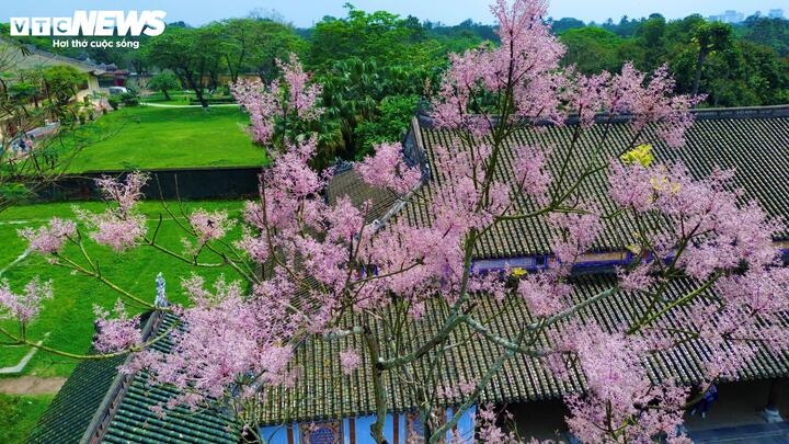 According to the book Dai Nam Nhat Thong Chi, King Minh Mang planted Ngo Dong trees in the Hue Imperial Citadel.