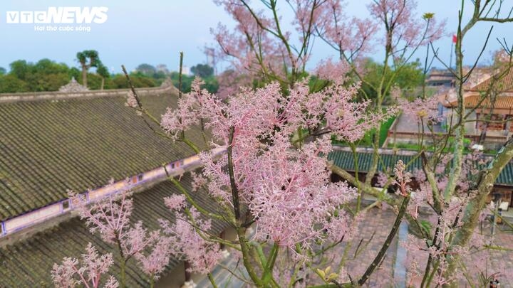 Starting from the first trees planted at Can Chanh Palace, many more have since been planted across tombs, temples, and shrines.