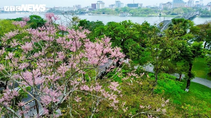 It is known that the flowers bloom most beautifully in late April and early May when the leaves have all fallen. The branches have many tiny buds, clustered together in bunches, waiting for the sun to come out and bloom.
