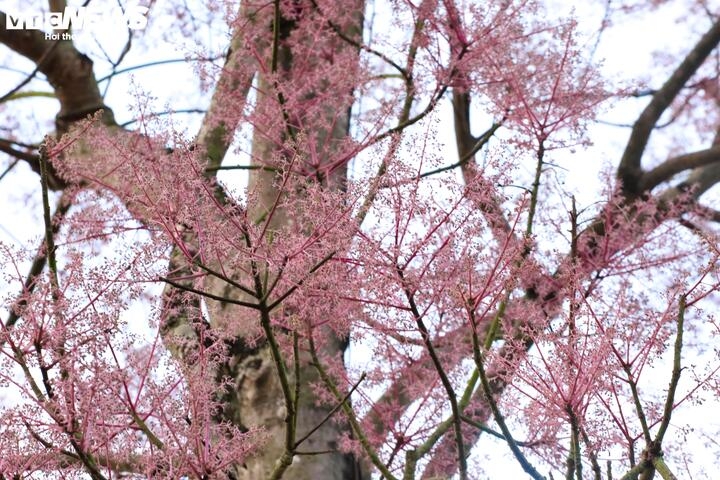 Ngo Dong flowers are in full bloom with light pink colour, signaling the beginning of spring.