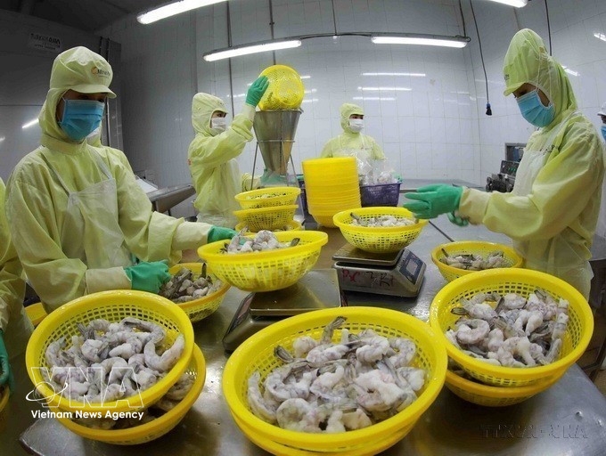Processing frozen shrimp for export at a factory of Minh Phu Group in Can Tho city (Photo: VNA)