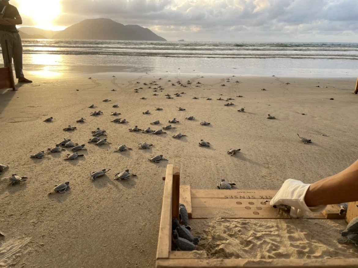 Visitors release sea turtle hatchlings at Six Senses Con Dao
(Photo: Six Senses Con Dao)