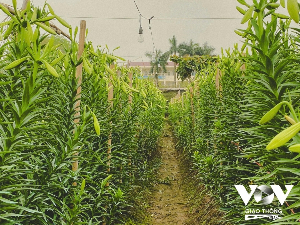 Late March to early April marks peak lily harvest in Tay Tuu