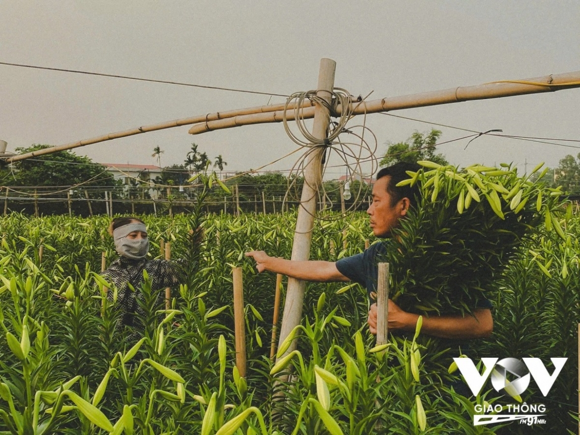 The atmosphere in Tay Tuu’s flower fields is bustling, with farmers busily harvesting lilies after more than half a year of cultivation.