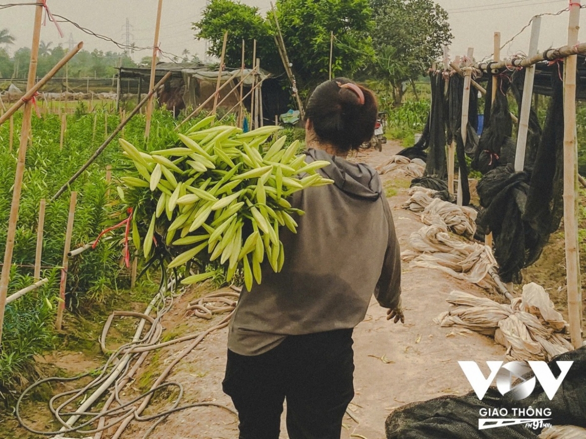 Local growers say lilies require intensive care, with each stage, from selecting bulbs and irrigation to fertilising and monitoring weather conditions, carefully managed to ensure the flowers bloom on time and meet quality standards.