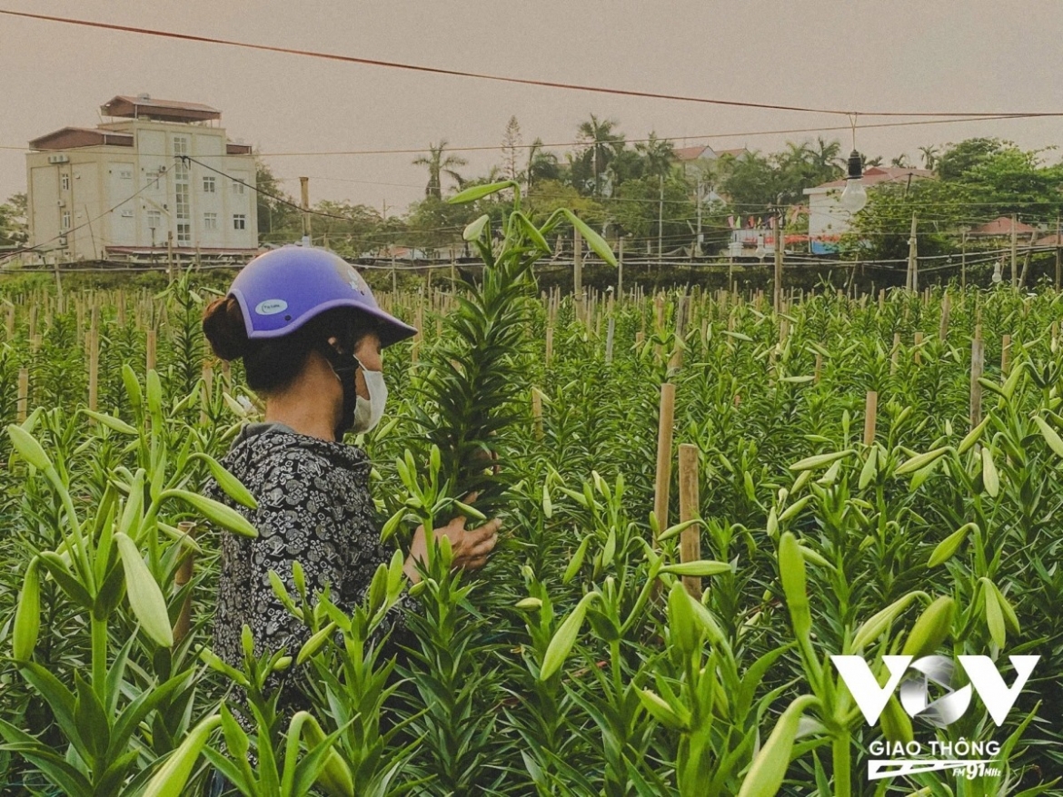 Many traders come directly to the fields to handpick lilies.