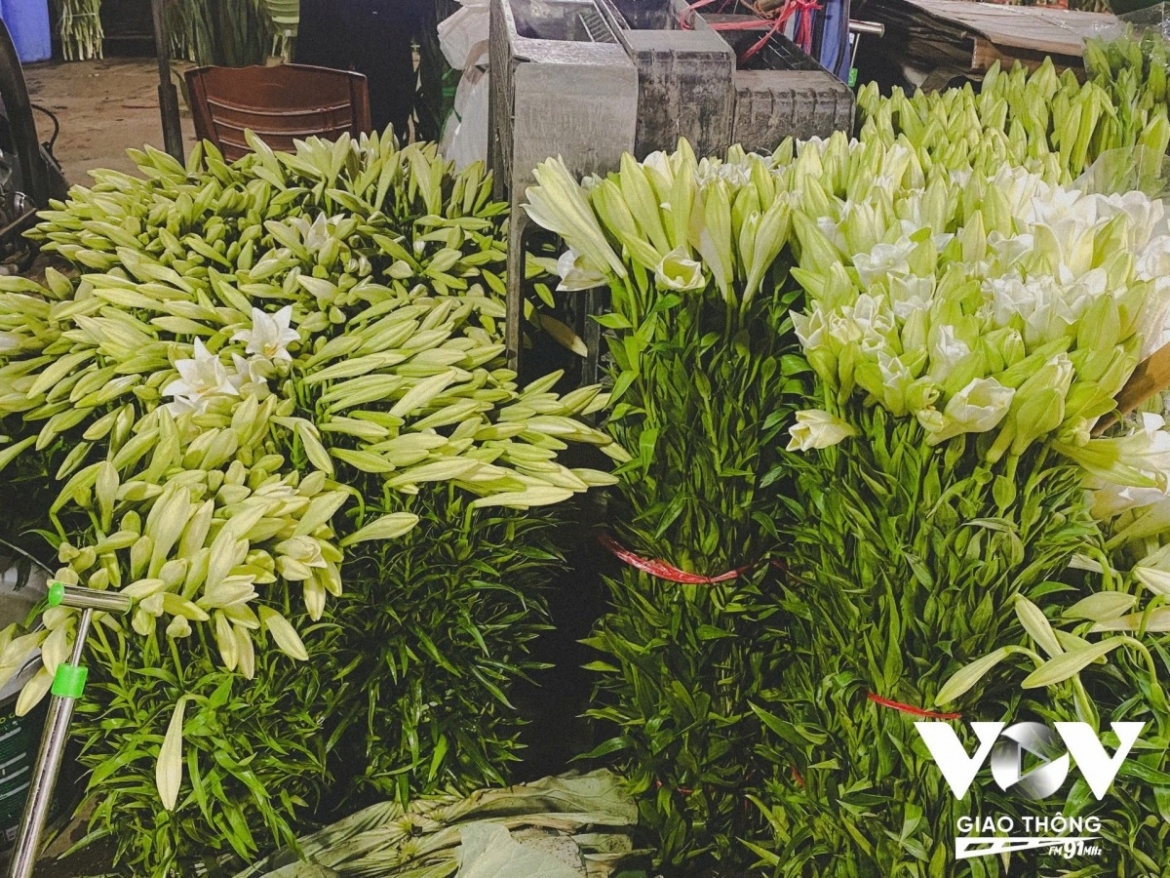 “Compared with previous years, lilies are more expensive this year due to flooding, with many fields damaged. Prices vary depending on whether they are single or clustered stems, and on stem length. Clustered lilies range from VND280,000 to VND300,000 per bunch of 100 stems, while single-stem lilies are selling at VND500,000-550,000 per bunch (100 stems),” Nguyen Thi Kim Anh shares.