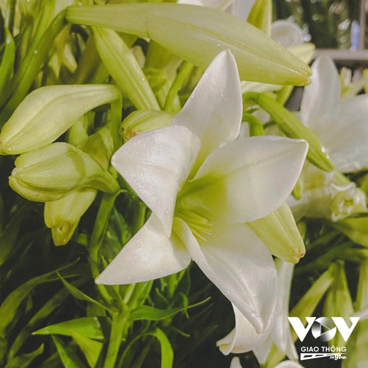 Each bloom is carefully selected by Kim Anh and her husband from growers in Tay Tuu village.