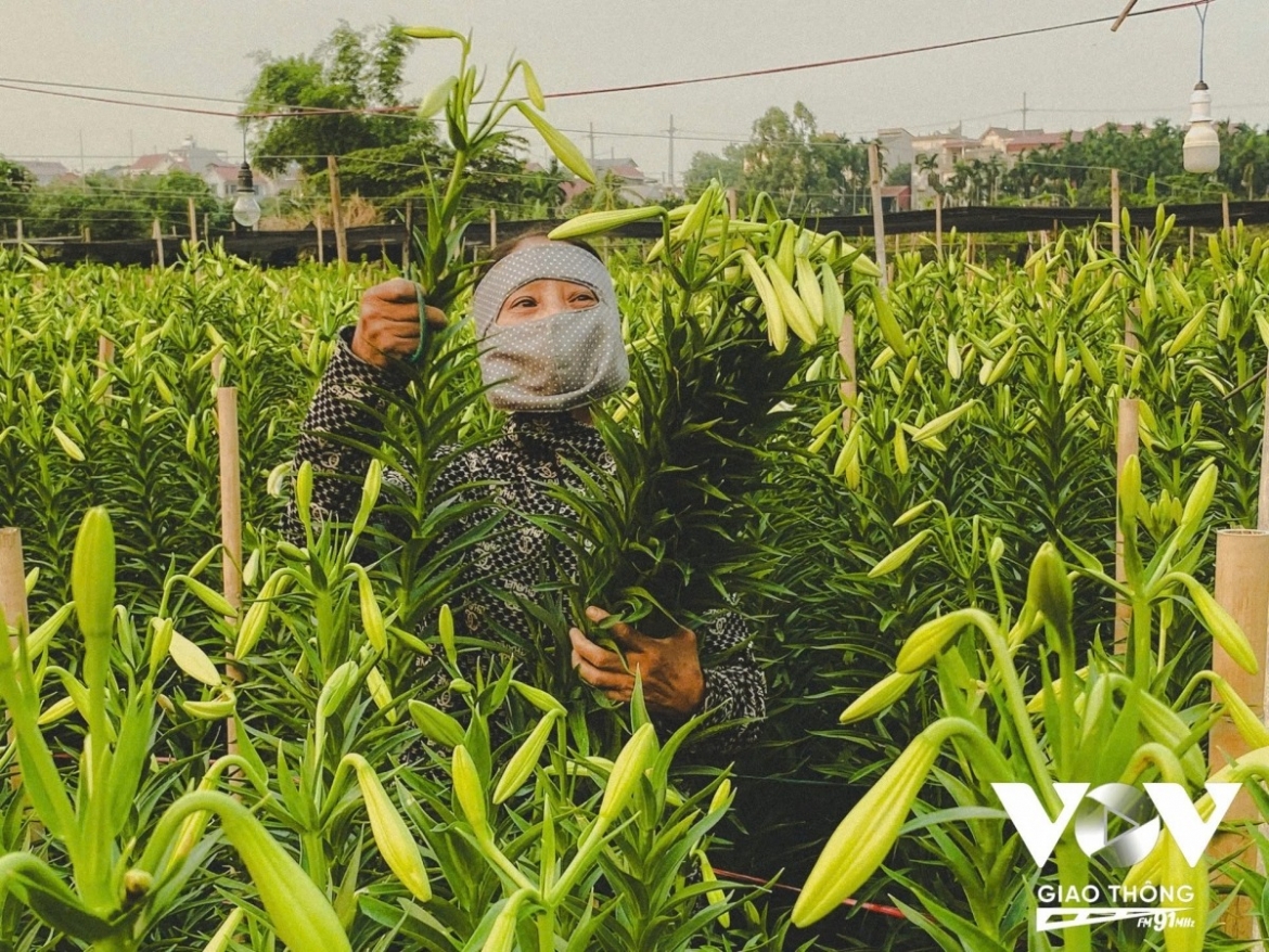 Having worked the lily fields for many years, Ms Thao said her family now grows about 0.4 hectares of lilies, with a cultivation cycle of around six to eight months from planting to harvest.