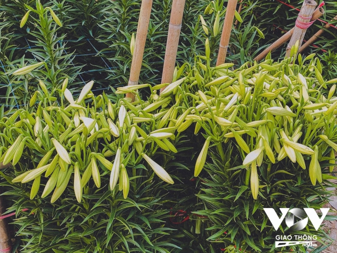 According to Thao, output is lower this year, pushing prices higher to around VND280,000-300,000 per bunch of 100 lilies. Her family mainly sells to traders.