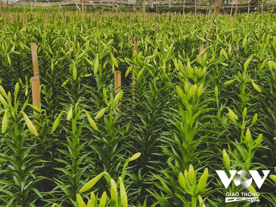 “Heavy rains and storms this year flooded the fields and damaged the crop. After the storms, we had to pump water out of the fields to save the lily bulbs. Many households were deeply flooded and could not drain the water, losing everything,” she says.