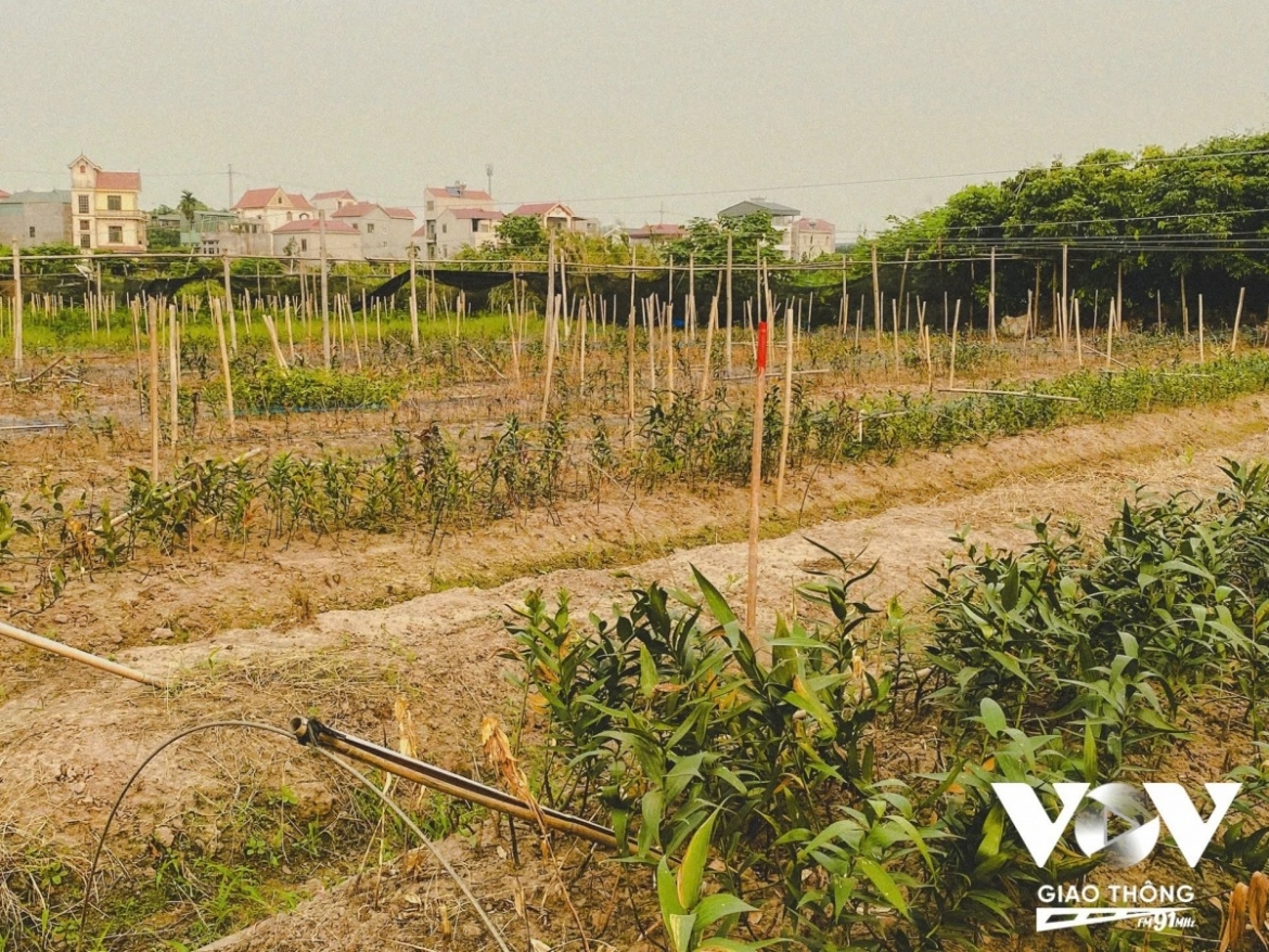 Heavy rains and storms have left many lily fields in Tay Tuu badly damaged, leaving farmers distressed.