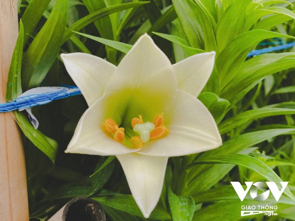 The pure white of lily blooms, known for their refined beauty and a signature of Hanoi, signals the arrival of summer.