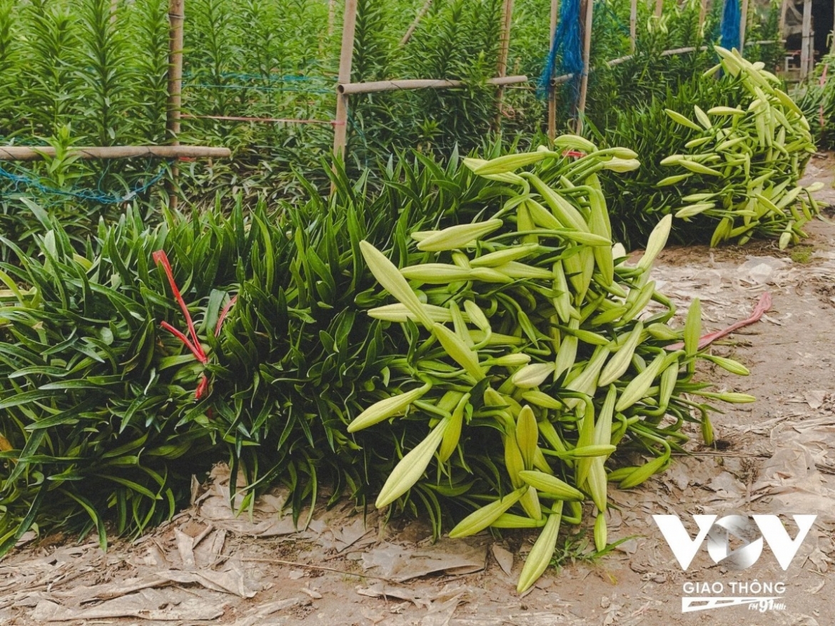 After being cut in the fields, lilies are stacked and bundled by stem length and number of blooms. Each household can harvest thousands of flowers a day.