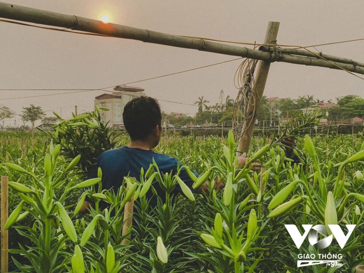 Each stem is carefully selected, trimmed and bundled by farmers before being sent to market.
