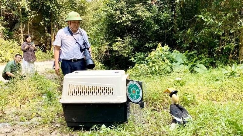A great hornbill is released into the wild (Photo: HN/nhandan.vn)