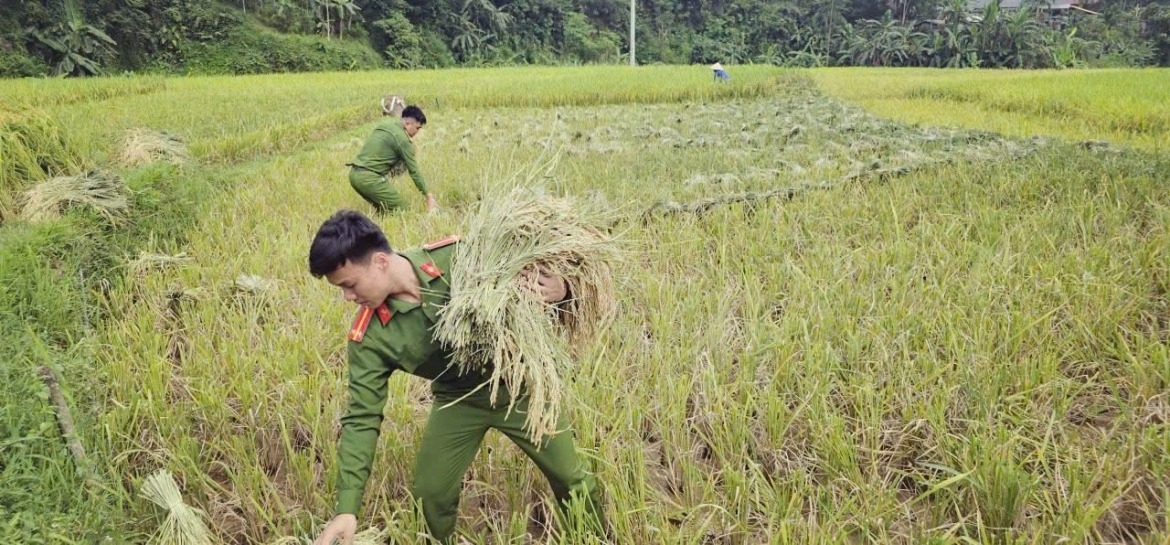 At Cam Tan, Quy Luong, Co Lung and Thanh Quan communes, young police officers join farmers in the field, helping them harvest rice during the peak spring crop season.