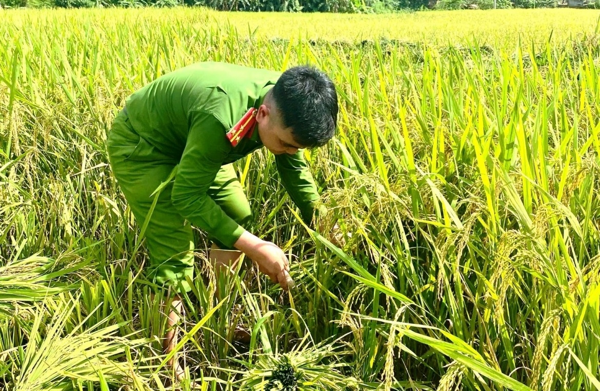 Police officers and youth union members from Co Lung Commune Police assist local residents in harvesting the spring rice crop across the area.