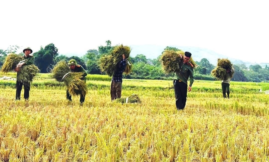For many families in mountainous communes such as Co Lung and Thanh Quan, younger family members have left home for work in distant cities, leaving elderly parents alone in the field during harvest season. That is why the presence of local police officers means more than just extra helping hands, bringing warmth and reassurance to villagers during the busiest days of the crop season.